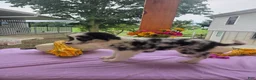 Australian Shepherd dogs for sale: Molly - Ad 8