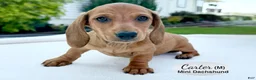 Miniature Dachshund dogs for sale: Carter - Ad 4