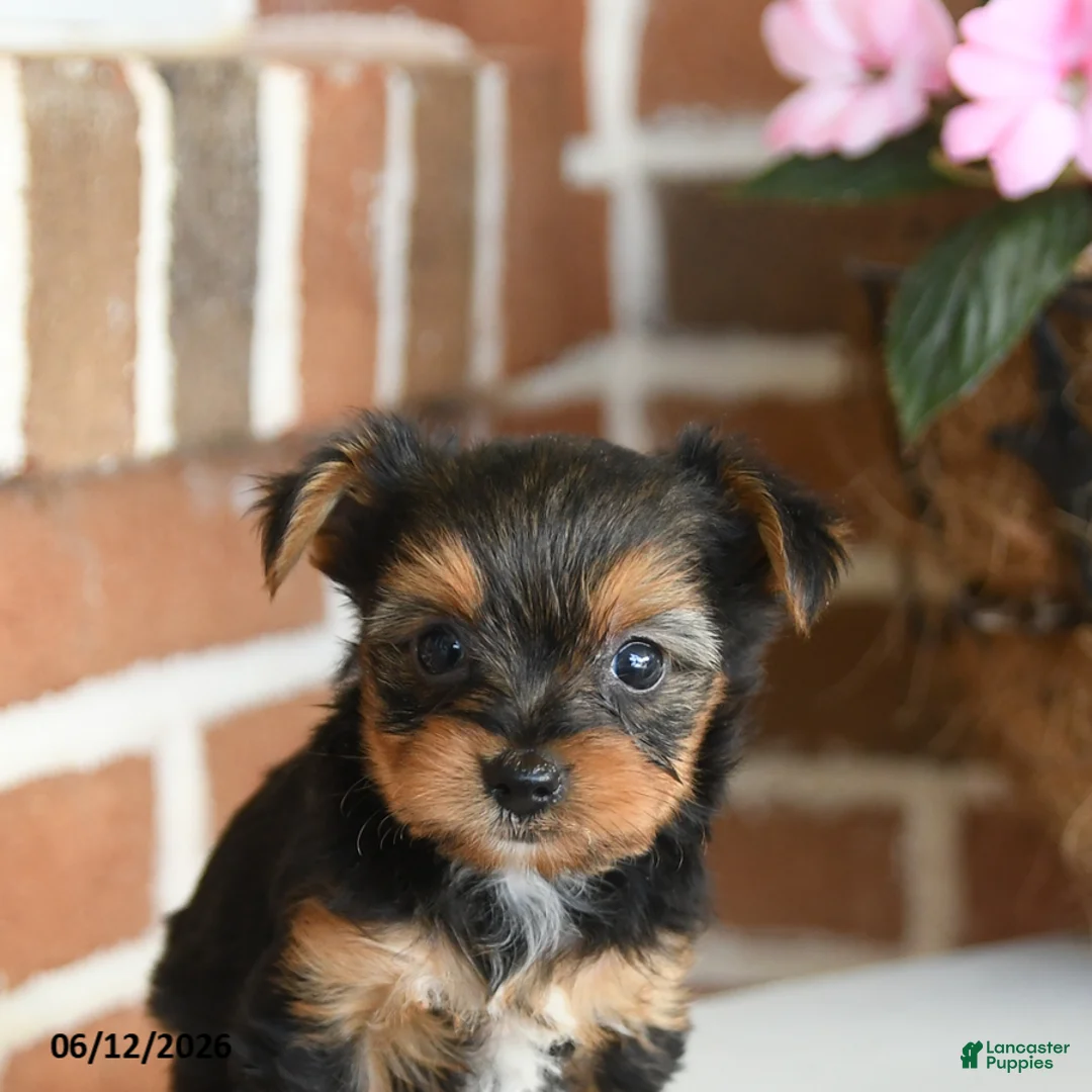 Yorkshire Terrier dogs for sale: Buddy - Ad 5