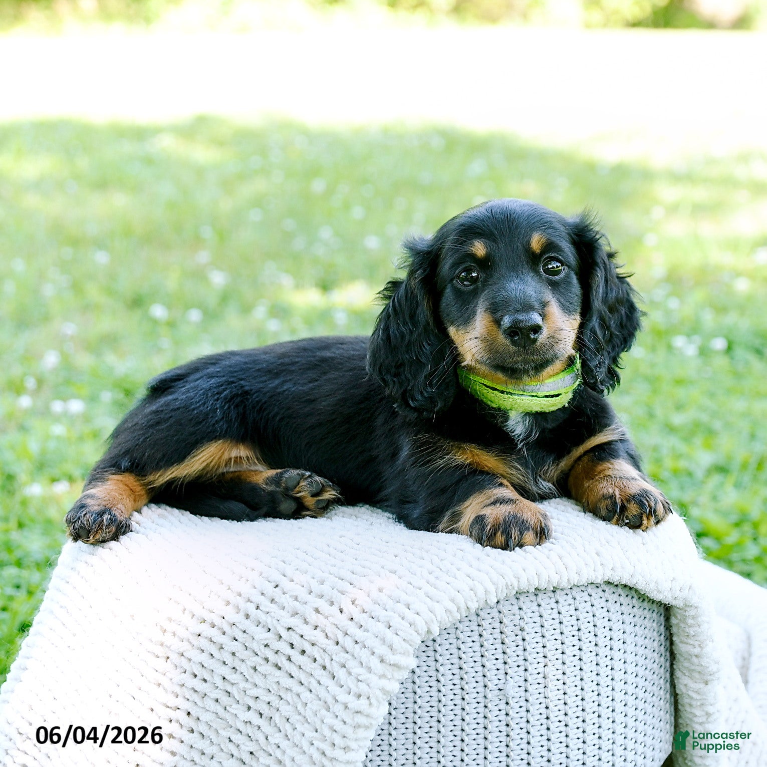 Miniature Dachshund dogs for sale: Daniel - Ad 3