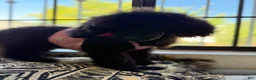 Standard Poodle dogs for sale: Luna - Ad 10