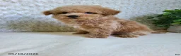 Bichpoo dogs for sale: Pebbles - Ad 7
