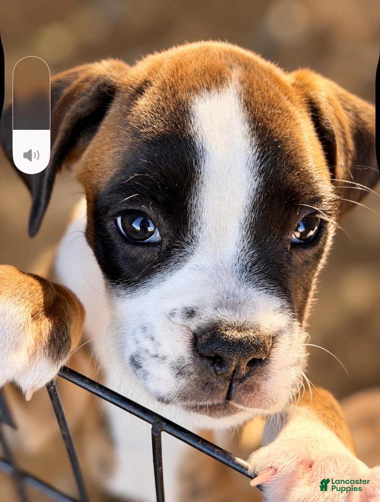 Boxer dogs RUBY-AKC-Euro lines  - Ad 2