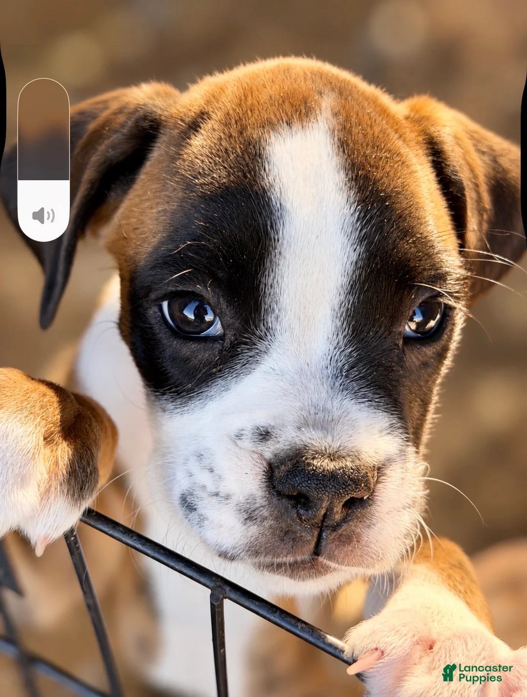 Boxer dogs for sale: RUBY-AKC-Euro lines  - Ad 1