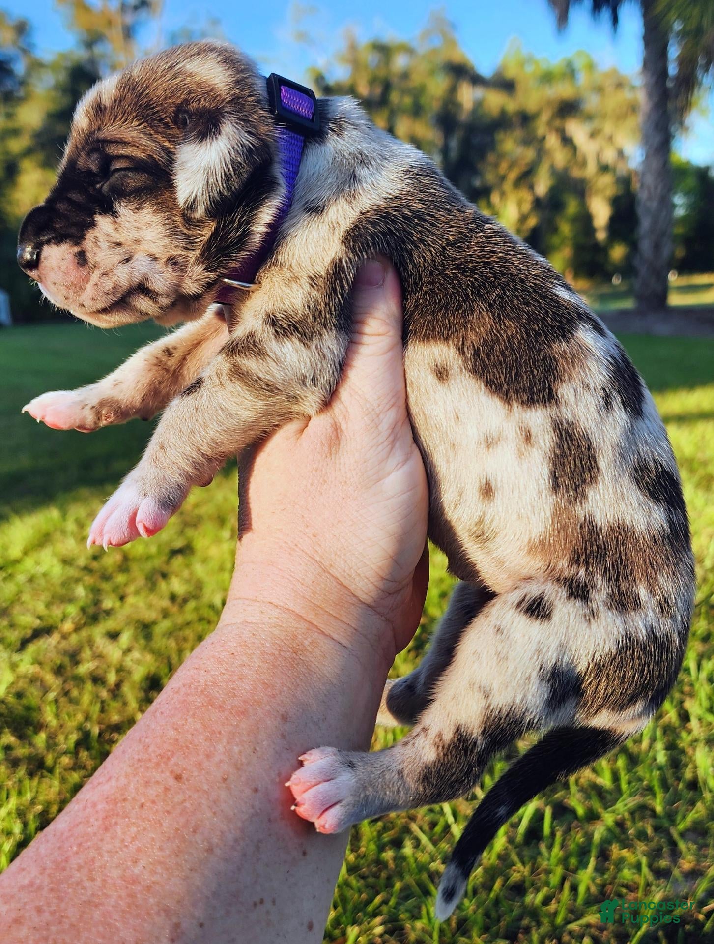 Great Dane dogs for sale: Minnie - Ad 8