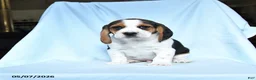 Beagle dogs for sale: Snickers - Ad 2