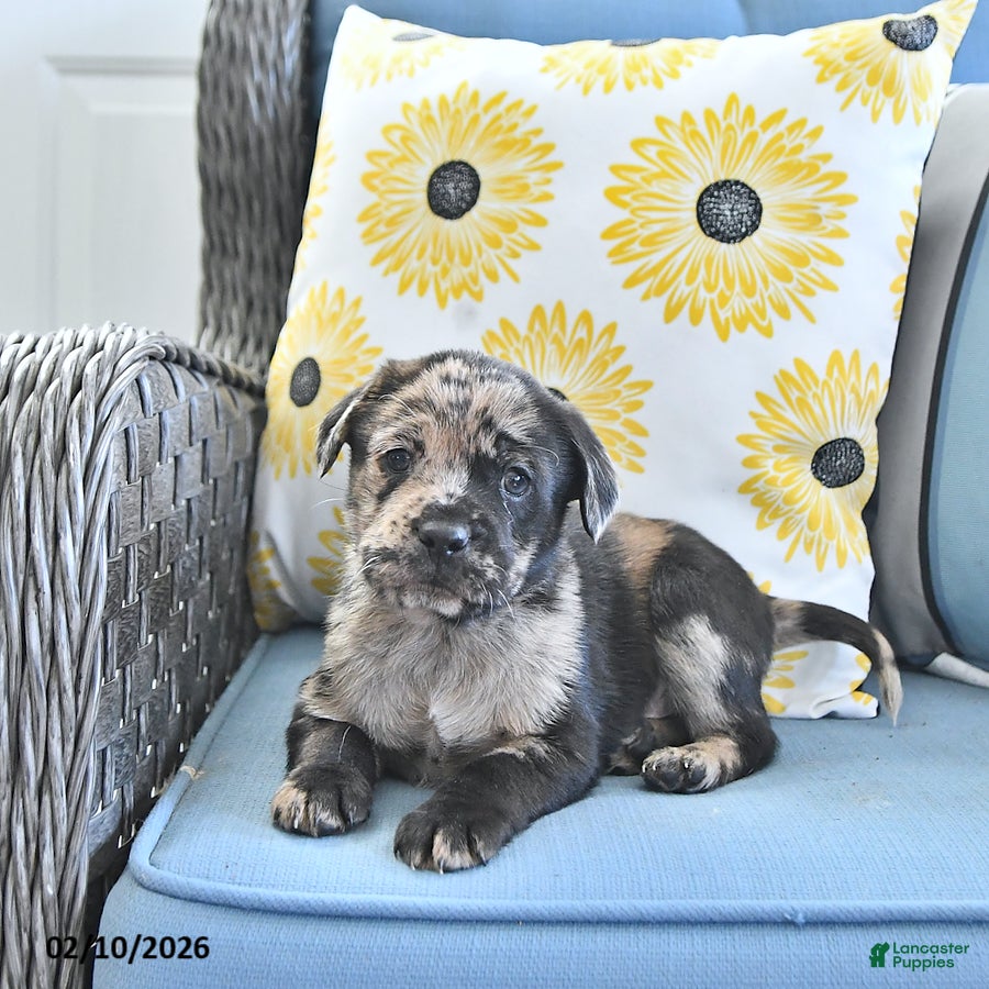 Mini Hippo dogs Tyler - Ad 2