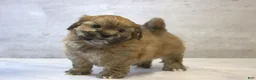 Teddy Bear dogs for sale: Sage - Ad 4