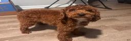 Toy Poodle dogs for sale: Scooby - Ad 4