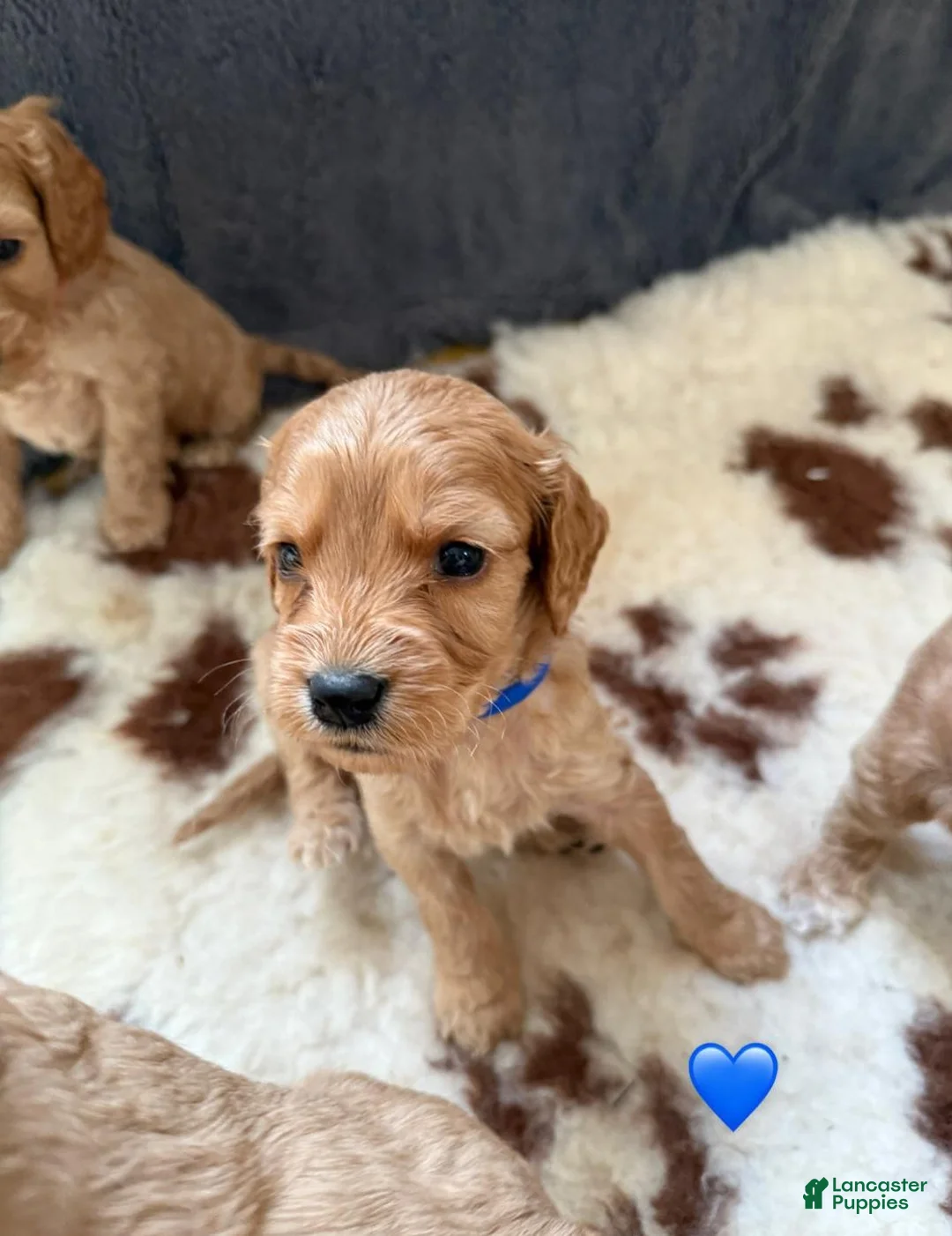 Cavapoo dogs for sale: Britney  - Ad 25