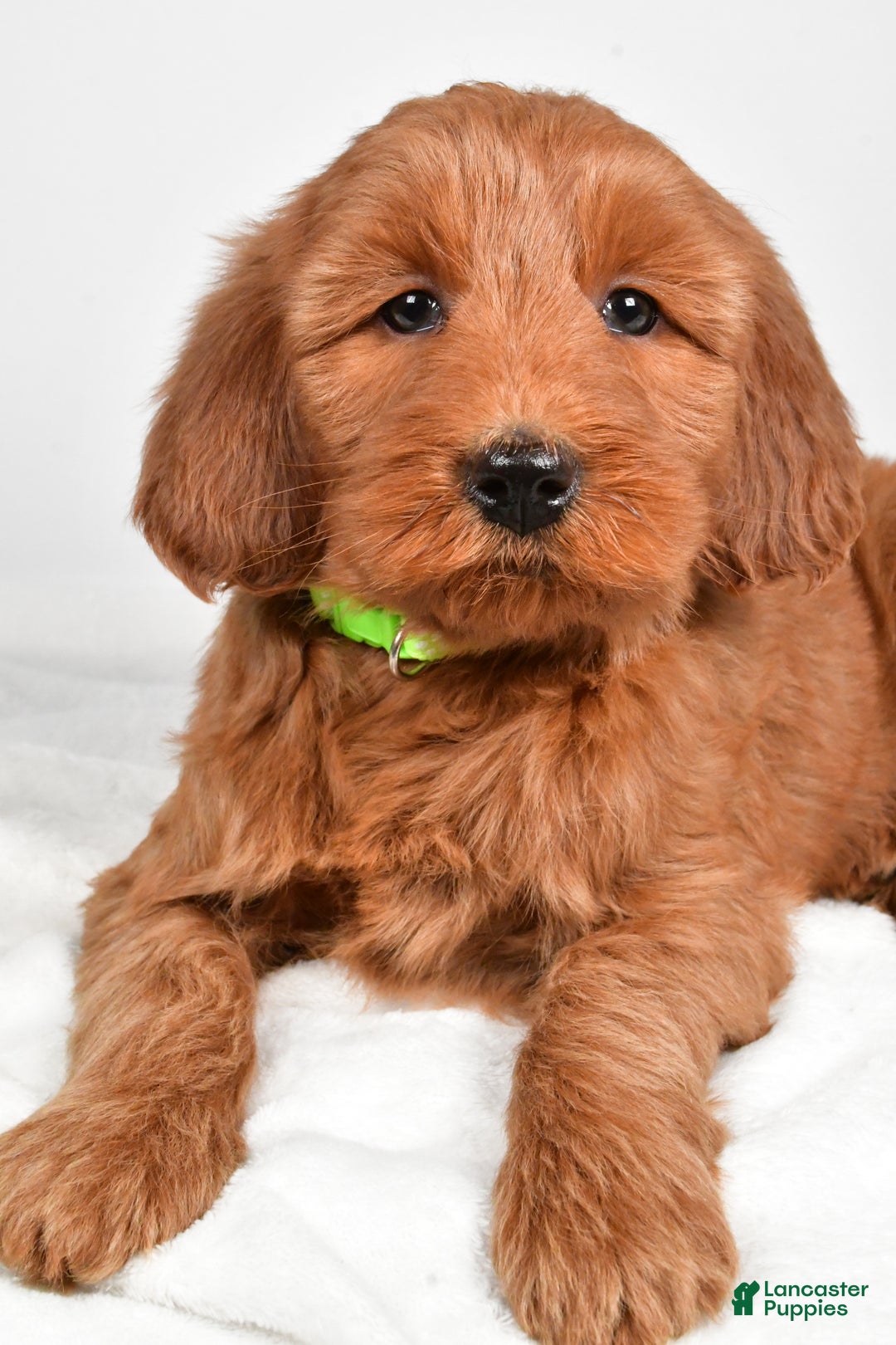 Goldendoodle dogs for sale: Penny-medium size  - Ad 6