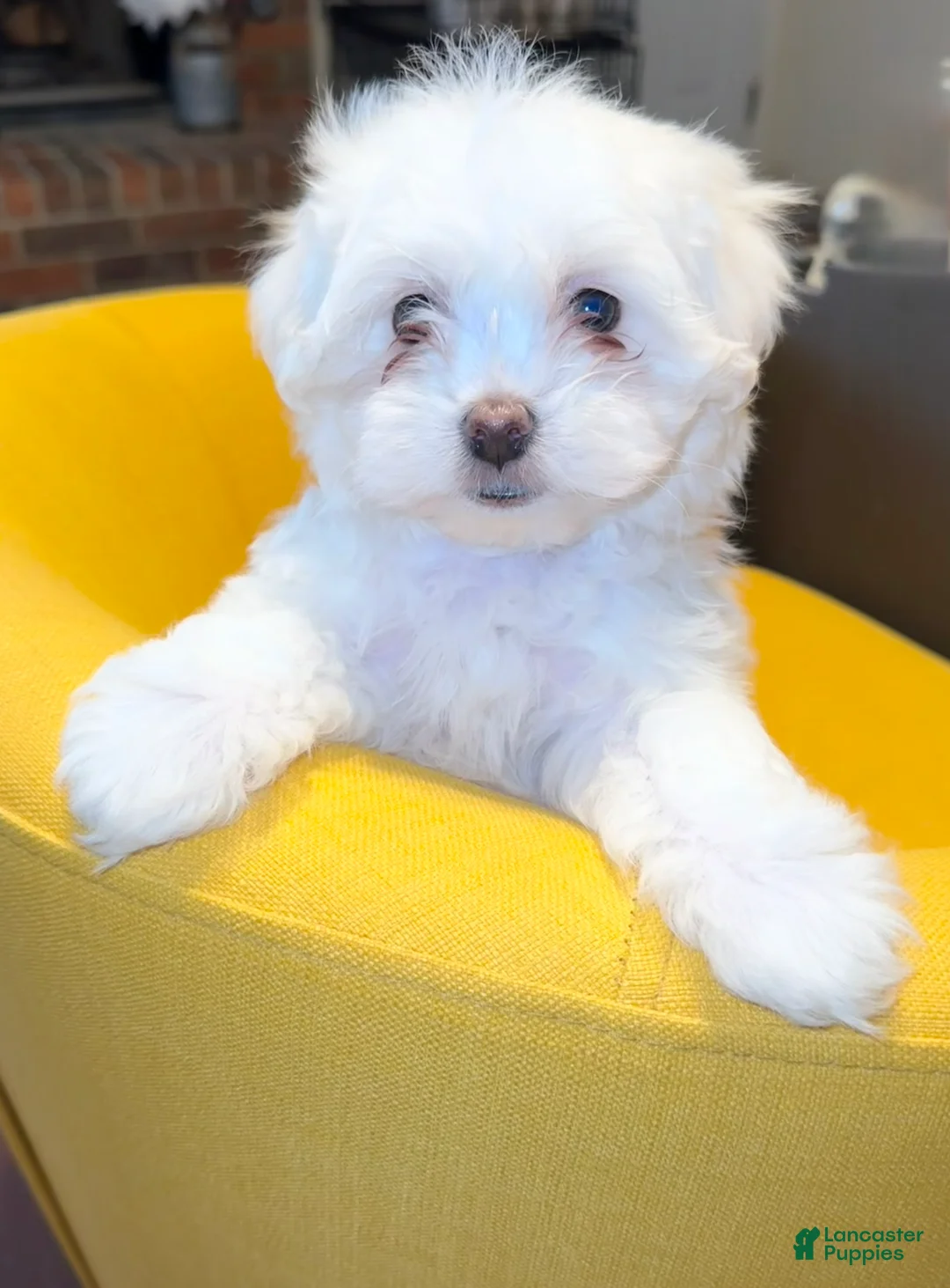 Mixed Breed dogs for sale:  Lhatese Breed “Daisy” - Ad 2