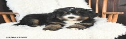 Bernedoodle dogs for sale: Joy - Ad 3