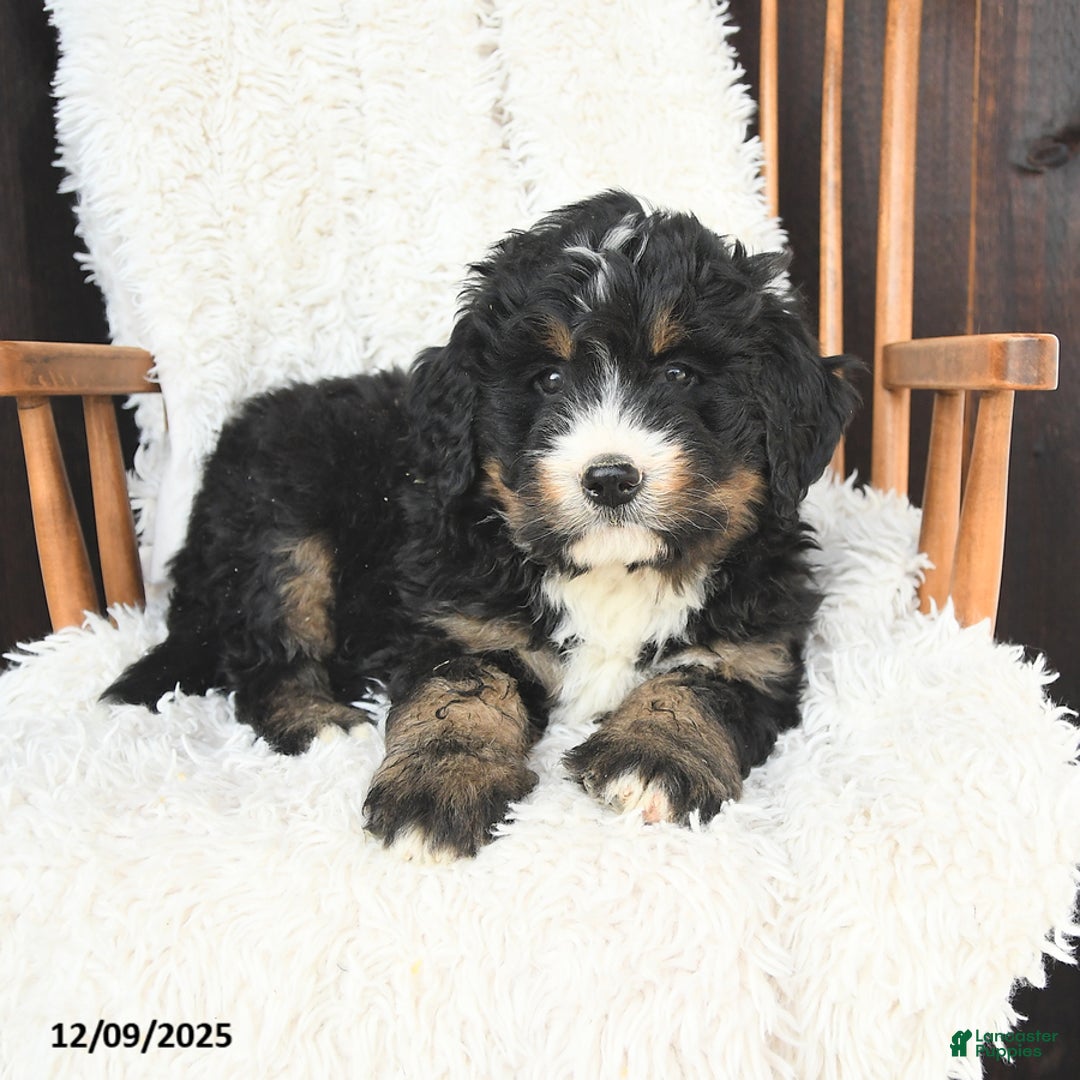 Bernedoodle dogs for sale: Joy - Ad 3