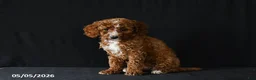Miniature Poodle dogs for sale: Fairy - Ad 2