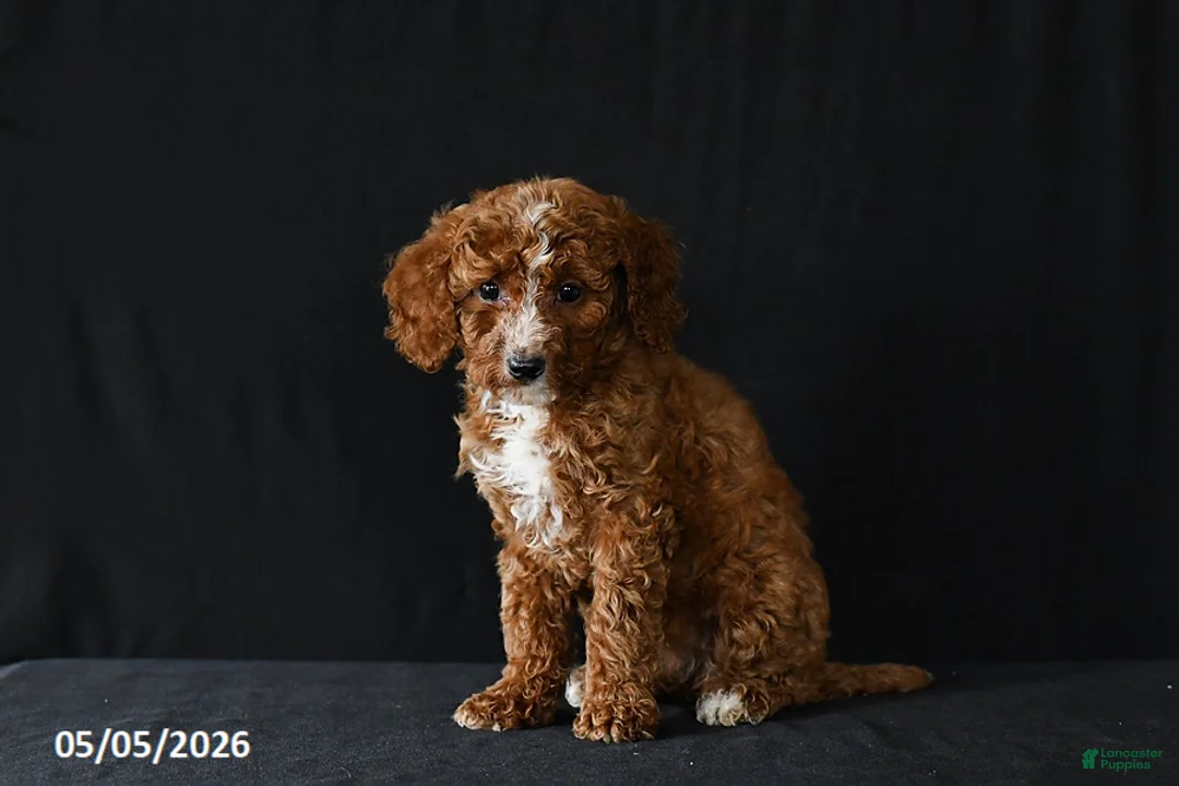 Miniature Poodle dogs for sale: Fairy - Ad 2