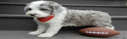 Sheepadoodle dogs for sale: Barney-MEDIUM - Ad 3