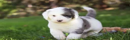 Sheepadoodle dogs for sale: Nemo - Ad 5