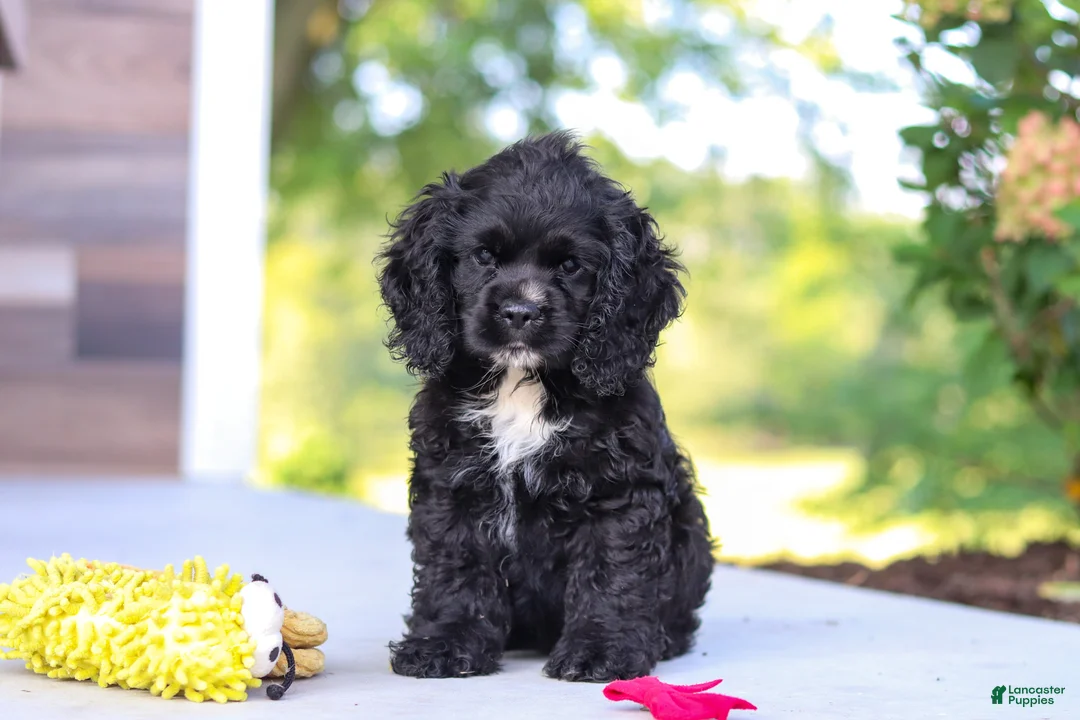 Cocker Spaniel dogs for sale: Sophie - Ad 1