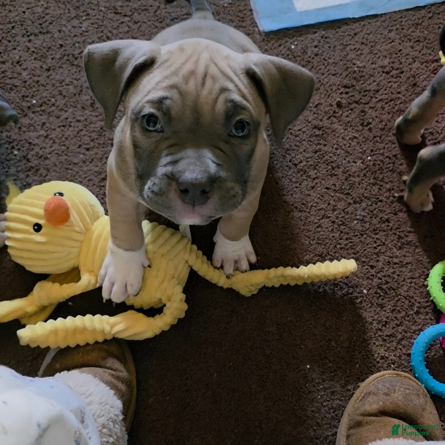 American Bully dogs Yogi the bear - Ad 1