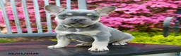 French Bulldog dogs for sale: Braxton - Ad 1
