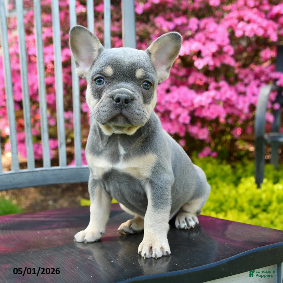 French Bulldog dogs for sale: Braxton - Ad 1