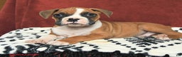 Boxer dogs for sale: Santa Paws - Ad 3