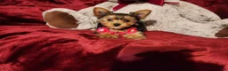 Yorkshire Terrier dogs for sale: PIPPA - Ad 3