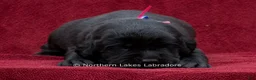 Labrador Retriever dogs for sale: Nelson - Ad 3