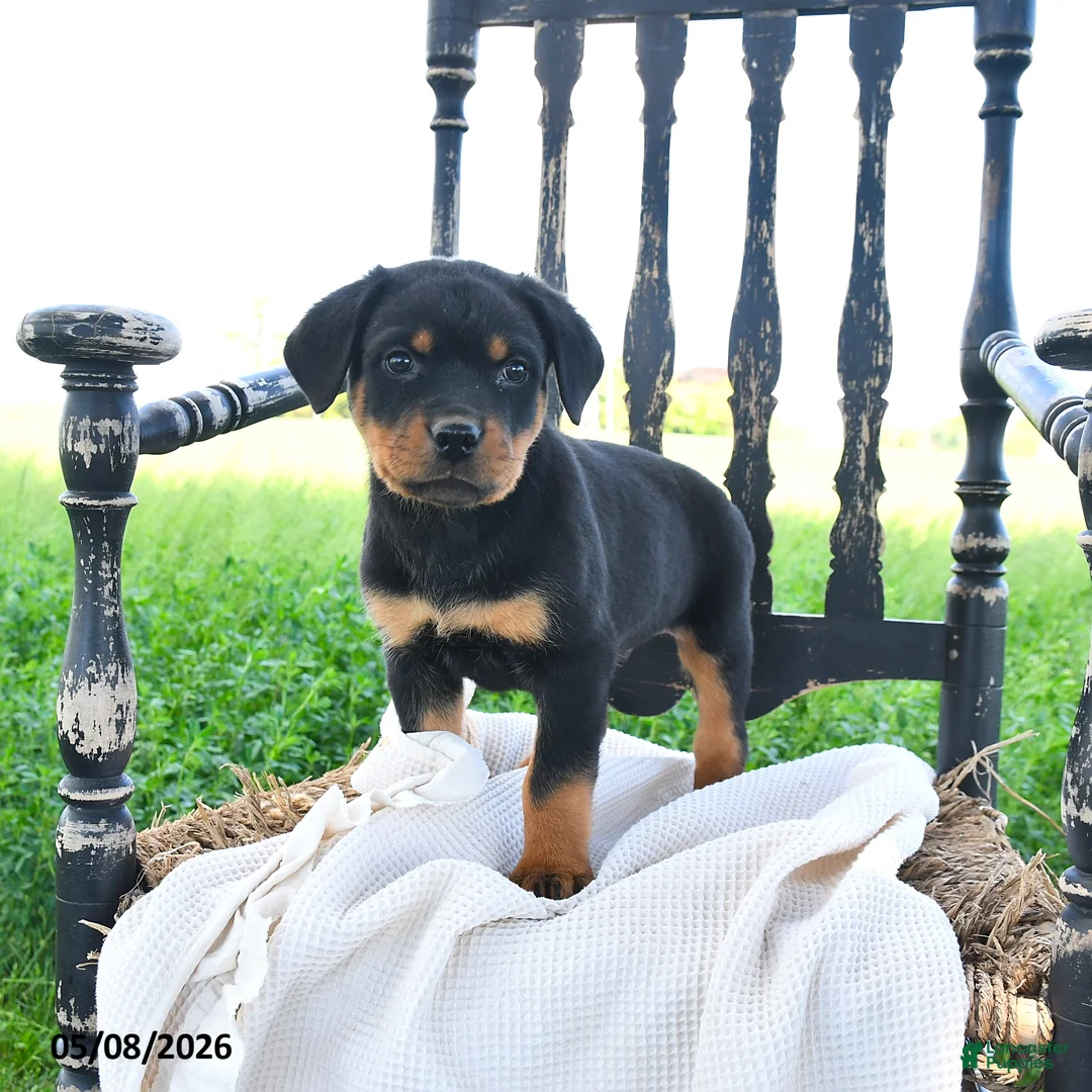 Rottweiler dogs for sale: Ryland - Ad 2