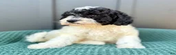 Mini Goldendoodle dogs for sale: SAILOR - Ad 5