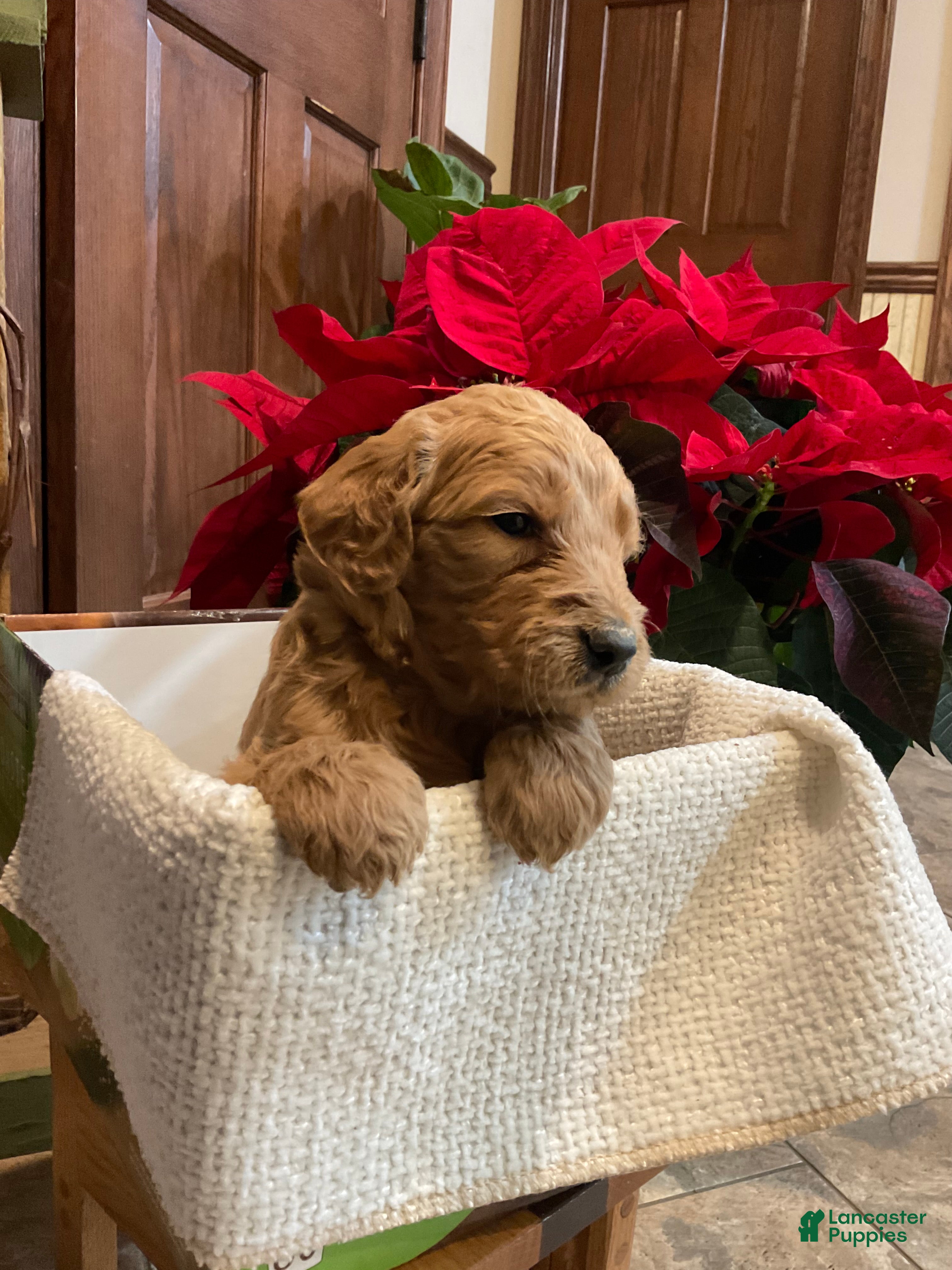 Goldendoodle dogs Caz - Ad 24