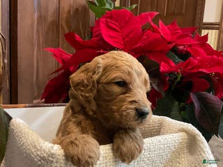 Goldendoodle dogs Caz - Ad 32