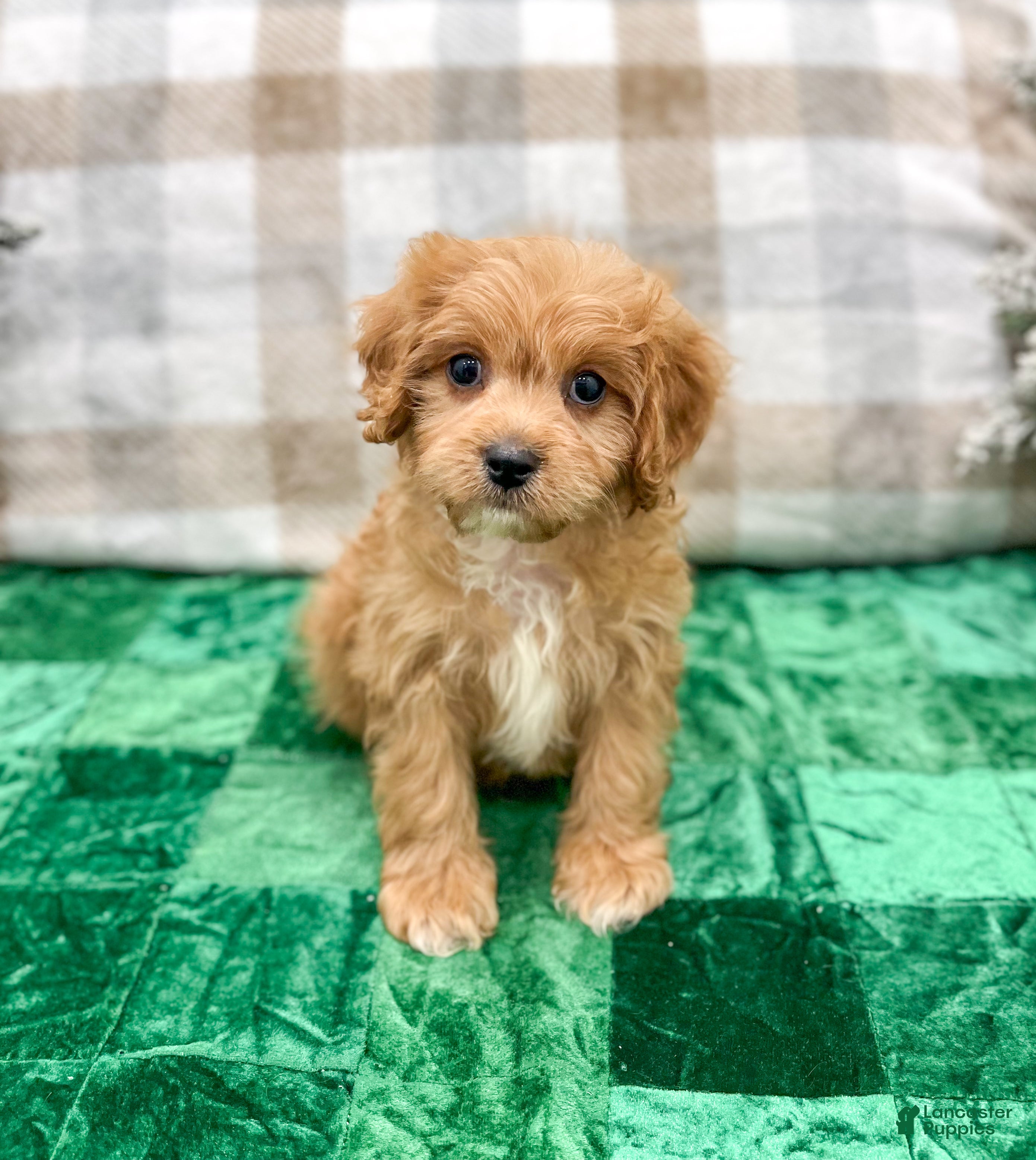 Cavapoo dogs Ben - Ad 31