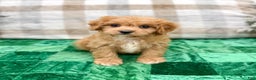 Cavapoo dogs for sale: Ben - Ad 1