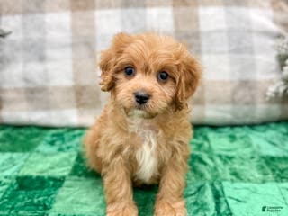 Cavapoo dogs Ben - Ad 21
