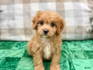 Cavapoo dogs Ben - Ad 37
