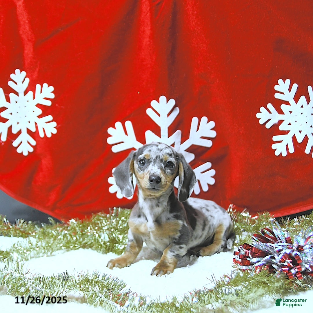 Miniature Dachshund dogs for sale: Jessa RARE COLOR - Ad 5