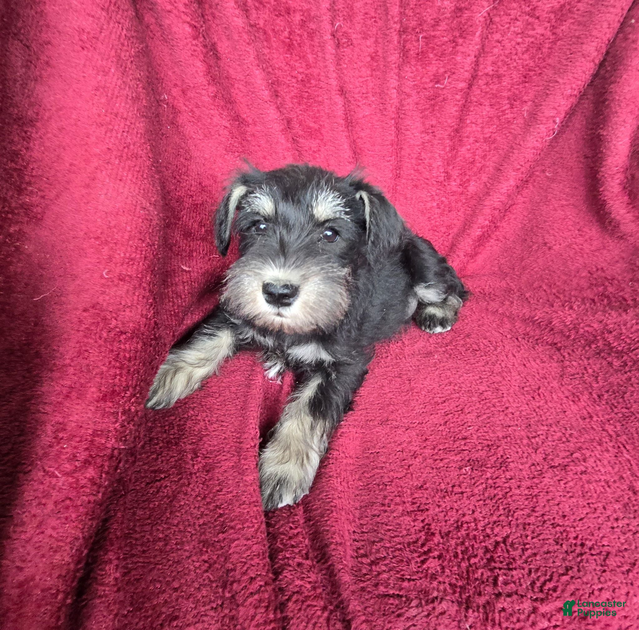 Miniature Schnauzer dogs Miniature Schnauzer-Purple collar-Male - Ad 20
