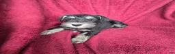 Miniature Schnauzer dogs for sale: Miniature Schnauzer-Purple collar-Male - Ad 1