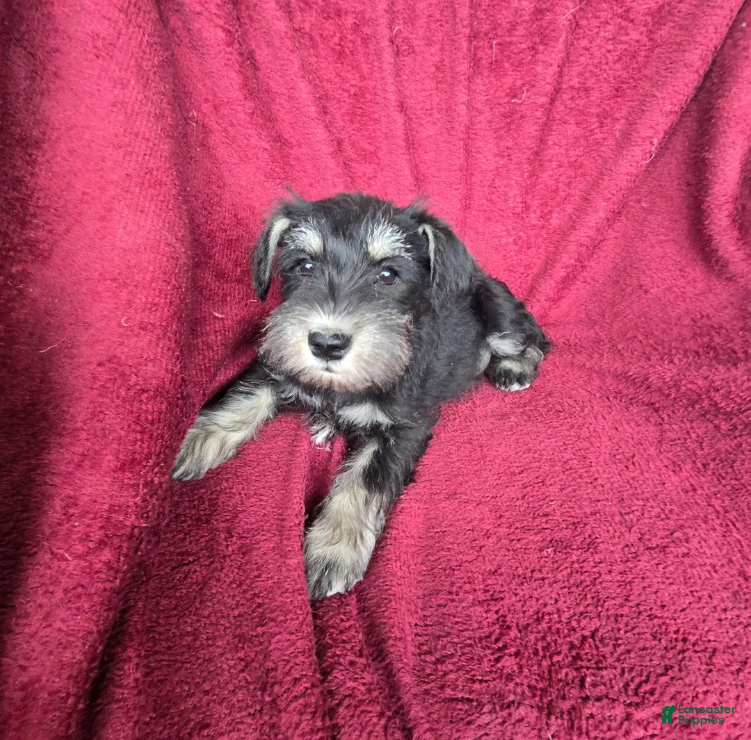 Miniature Schnauzer dogs for sale: Miniature Schnauzer-Purple collar-Male - Ad 1