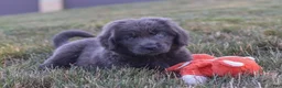 Newfoundland dogs for sale: Barbie - Ad 5