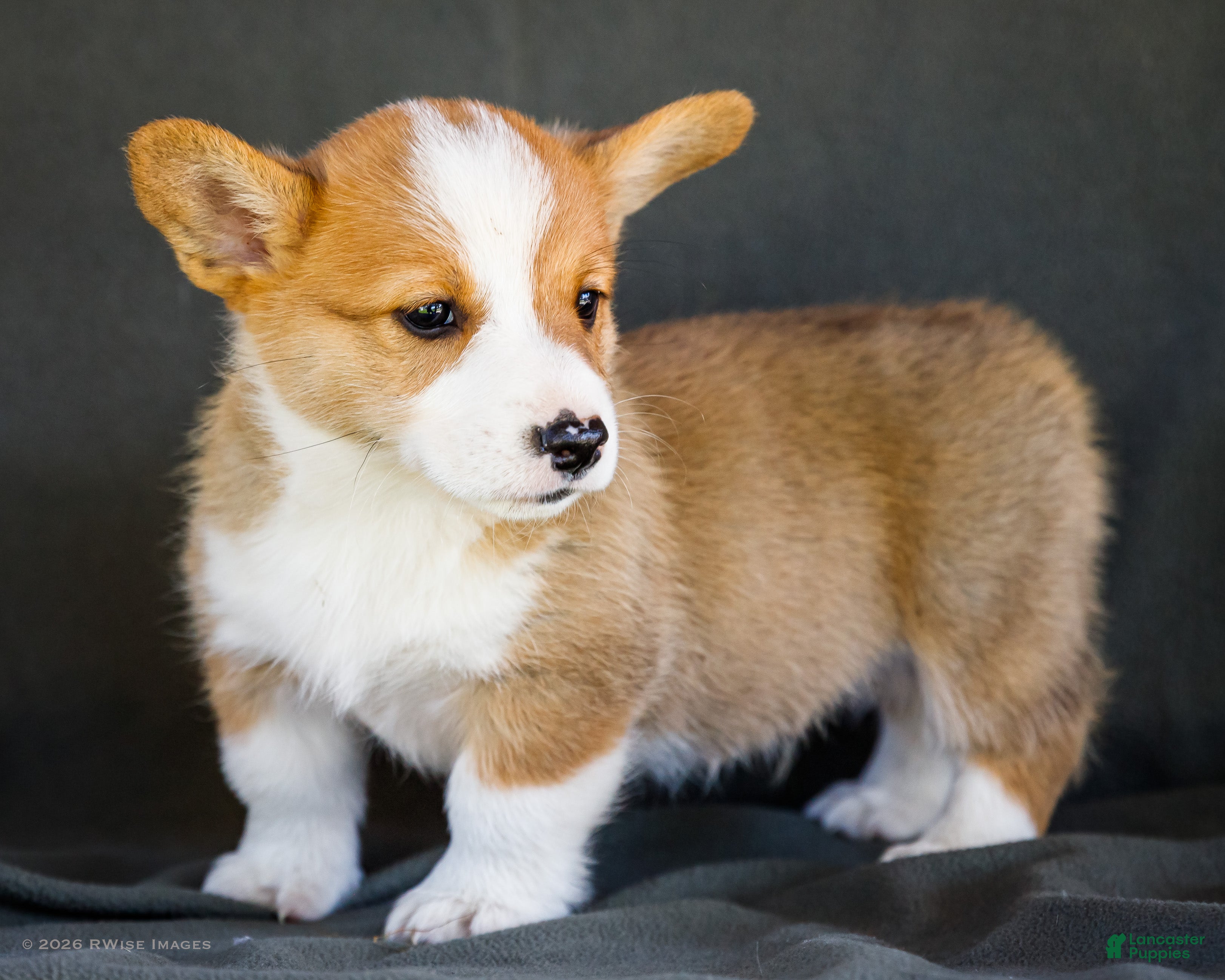 Welsh Corgi Pembroke dogs Biscuit - Ad 1
