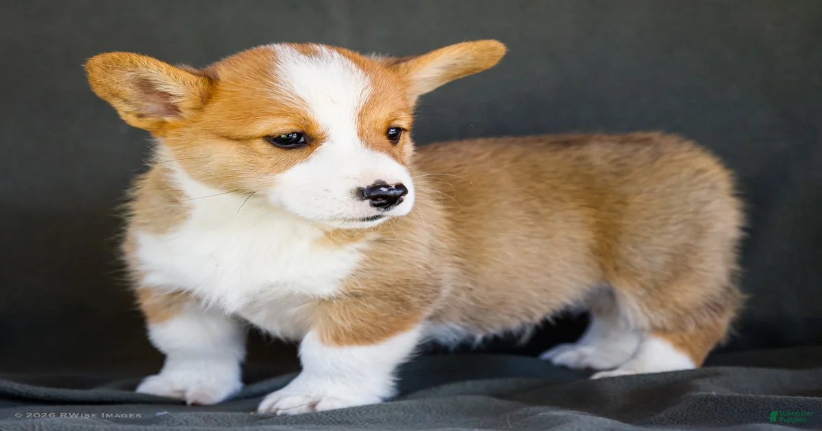 Biscuit Welsh Corgi Pembroke for sale in New Paris | Lancaster Puppies