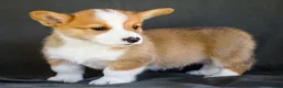 Welsh Corgi Pembroke dogs for sale: Biscuit - Ad 4