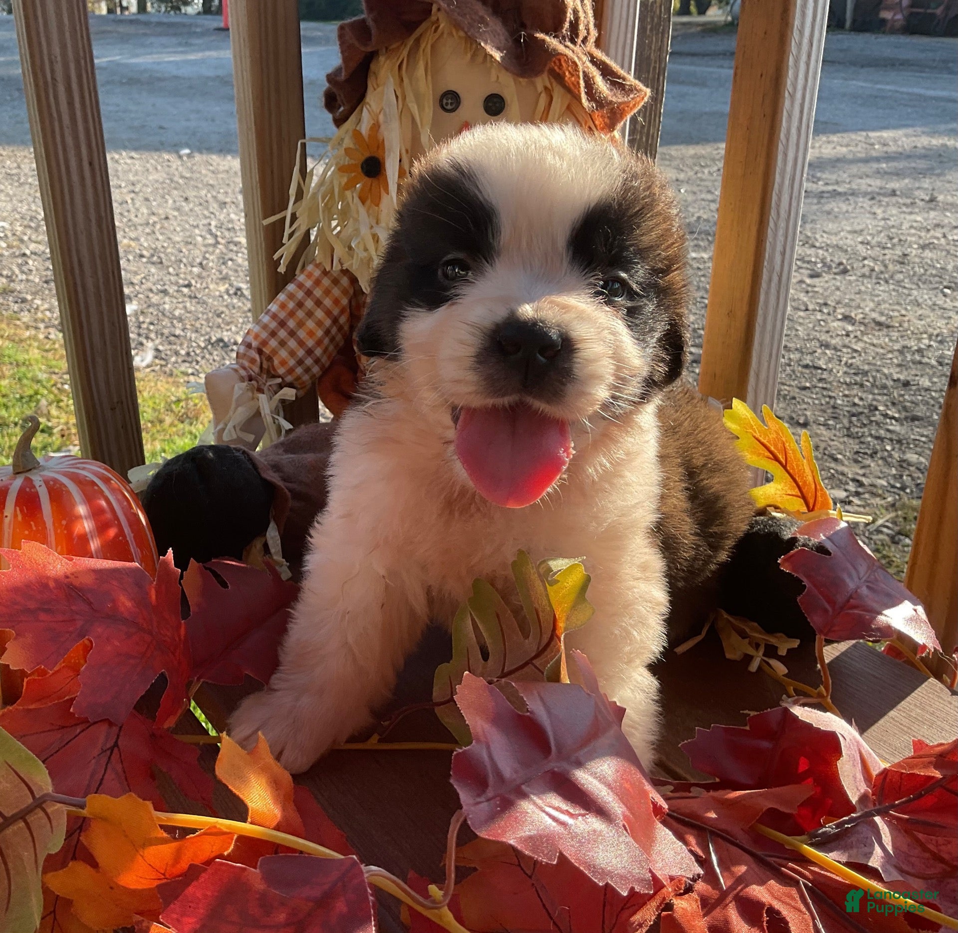 Saint Bernard dogs for sale: Saint Bernard 4. Frannie - Ad 2