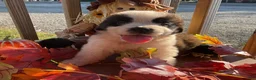 Saint Bernard dogs for sale: Saint Bernard 4. Frannie - Ad 2