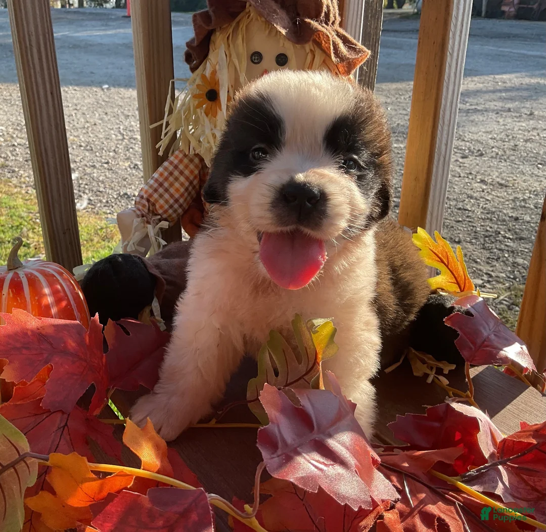 Saint Bernard dogs for sale: Saint Bernard 4. Frannie - Ad 2