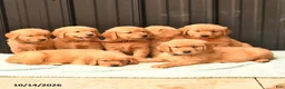 Golden Retriever dogs for sale: Baron - Ad 5