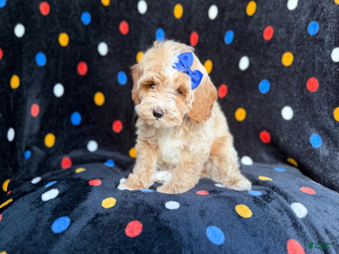 Cockapoo dogs for sale: Hazel - Ad 3